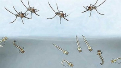 এডিস মশার লার্ভা পাওয়ায় ১৫ প্রতিষ্ঠান-বাড়ির মালিককে জরিমানা এডিস মশার লার্ভা পাওয়ায় ১৫ প্রতিষ্ঠান-বাড়ির মালিককে জরিমানা