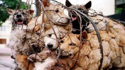 করোনা আতঙ্ক: বন্যপ্রাণী খাওয়ায় নিষেধাজ্ঞা জারি করল চীন করোনা আতঙ্ক: বন্যপ্রাণী খাওয়ায় নিষেধাজ্ঞা জারি করল চীন