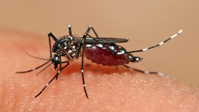 এবার ডেঙ্গুতে মারা গেলেন অতিরিক্ত আইজিপি’র স্ত্রী এবার ডেঙ্গুতে মারা গেলেন অতিরিক্ত আইজিপি’র স্ত্রী