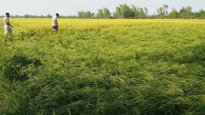 বগুড়ার নন্দীগ্রাম উপজেলায় কয়েকটি এলাকায় শিলা বৃষ্টির কারণে ব্যাপক ক্ষতি হয়েছে। ছবিটি উপজেলার কৈডালা এলাকা থেকে তোলা।