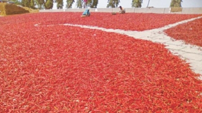 বগুড়ার চরে লাল মরিচের ঝাঁঝ