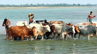 বাংলাদেশে গরু পাচার ঠেকাতে মরিয়া ভারত!