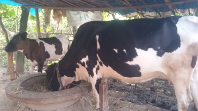 দুধপানে মৃত্যু হলো মা ও ছেলের! দুধপানে মৃত্যু হলো মা ও ছেলের!