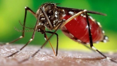 এক নজরে এডিস মশা’র গুরুত্বপূর্ণ তথ্য এক নজরে এডিস মশা’র গুরুত্বপূর্ণ তথ্য