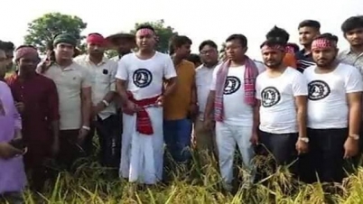 ধান কাটলেন ছাত্রলীগ সম্পাদক রাব্বানী
