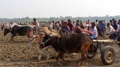 ঝিনাইদহে গরু গাড়ির দৌড় প্রতিযোগিতা