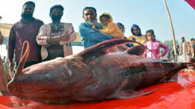 পোড়াদহ মেলায় ১০০ কেজির বাঘাইড় মাছ!