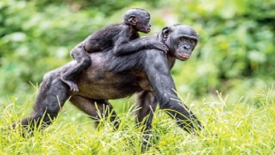 একই ভাইরাস চলাচল করে মানুষ-বোনোবো-শিম্পাঞ্জি’র মাঝে একই ভাইরাস চলাচল করে মানুষ-বোনোবো-শিম্পাঞ্জি’র মাঝে