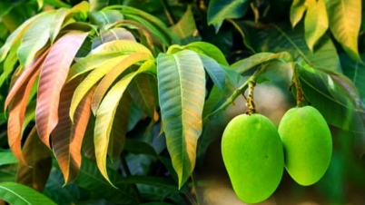 কচি আমপাতার ঔষধি গুণ কচি আমপাতার ঔষধি গুণ