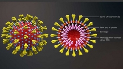করোনাভাইরাস: কেন এই নাম? করোনাভাইরাস: কেন এই নাম?