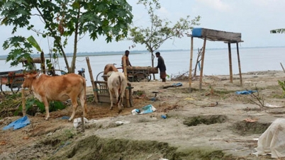 ‘এক জীবনে আর কয় বার নদী ভাঙন দেখব?’