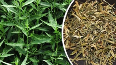 যত রোগের যম চিরতা যত রোগের যম চিরতা