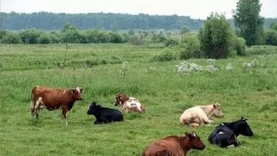 রাঙামাটিতে গরু ফসল খাওয়ায় ২ জনকে কুপিয়ে হত্যা রাঙামাটিতে গরু ফসল খাওয়ায় ২ জনকে কুপিয়ে হত্যা