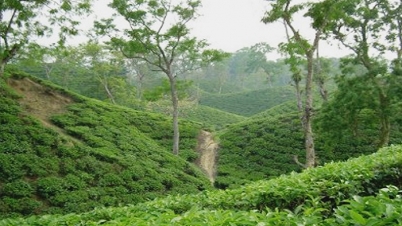 মৌলভীবাজারে চা বাগানে স্ত্রী-শাশুড়িসহ ৪খুনের পর ঘাতকের আত্মহত্যা মৌলভীবাজারে চা বাগানে স্ত্রী-শাশুড়িসহ ৪খুনের পর ঘাতকের আত্মহত্যা