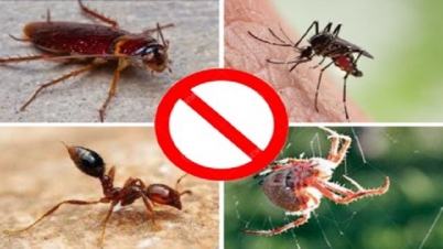 বর্ষায় কীটপতঙ্গের হানা: বাগে আনার উপায় বর্ষায় কীটপতঙ্গের হানা: বাগে আনার উপায়