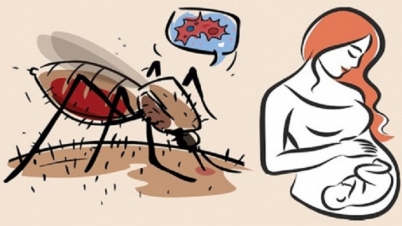 গর্ভবতী নারী ডেঙ্গু আক্রান্ত হলে কী করবেন? গর্ভবতী নারী ডেঙ্গু আক্রান্ত হলে কী করবেন?