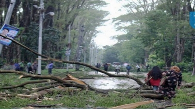 প্যারিসের গগণশিরিষ মাটিতে লুটায়!