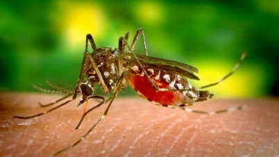 মশা দিয়েই মশা নিধন ! মশা দিয়েই মশা নিধন !