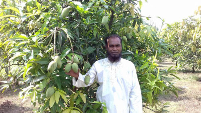 সারাবছর আম চাষ সম্ভব?