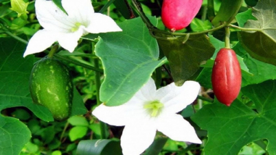 ডায়াবেটিসসহ যত রোগের মহৌষধ তেলাকুচা