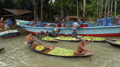 নৌকায় পেয়ারার হাট