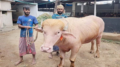 মহিষ কোরবানি করা যাবে কী? মহিষ কোরবানি করা যাবে কী?