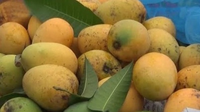 চাঁপাইনবাবগঞ্জের আম দেশের গণ্ডি পেরিয়ে বিশ্ববাজারে