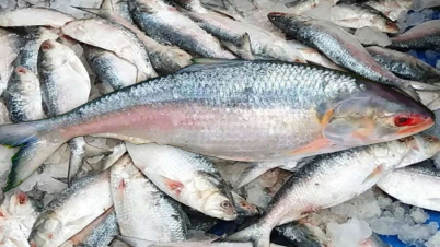 শুধু স্বাদে নয়, গুণেও অনন্য ইলিশ