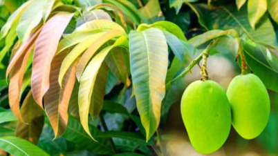 আমের পাতাও ফেলনা নয়, রয়েছে হাজারো গুণ