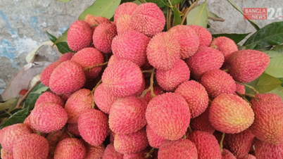 জিআই স্বীকৃতি পেল দিনাজপুরের বেদানা লিচু