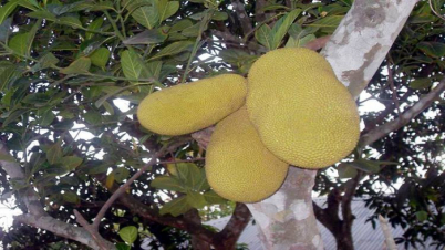 মাথায় কাঁঠাল পড়ে মৃত্যু