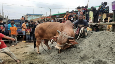 কোরবানির পশু জবাই করার নিয়ম