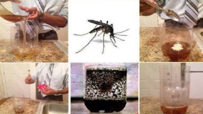 মশা তাড়ানোর সহজ ৭ উপায়