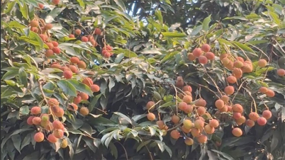 রাজশাহীতে লিচু চাষে ৫৬ কোটি টাকার বাণিজ্যের সম্ভাবনা রাজশাহীতে লিচু চাষে ৫৬ কোটি টাকার বাণিজ্যের সম্ভাবনা