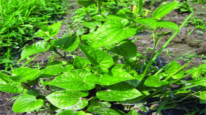 পিপুলের ওষুধি গুণাগুণ