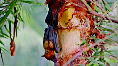 দেশের সব জেলা নিপাহ ভাইরাসের ঝুঁকিতে: আইইডিসিআর