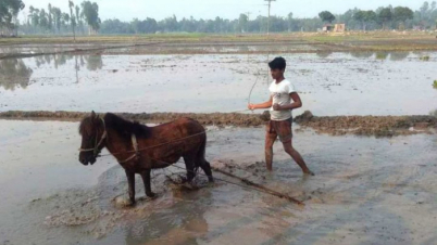 গরুর বদলে ঘোড়া দিয়ে চাষ