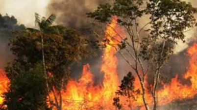 সুন্দরবনে আগুন নেভানোর কাজ শুরু