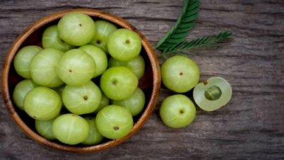 আমলকিকে কেন পুষ্টির ভাণ্ডার বলা হয়?