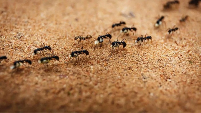 বর্ষায় পিঁপড়ার উৎপাত দূর করার ঘরোয়া দাওয়াই