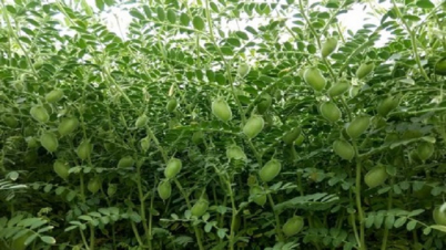 স্বাদে অনন্য, স্বাস্থ্যগুণে ভরা সবুজ ছোলা