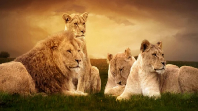 এবার করোনাক্রান্ত ৪ সিংহ