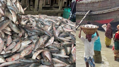 এক নৌকাতে মিলল ৫৯ মণ ইলিশ  বিক্রি ১৩ লাখ টাকা