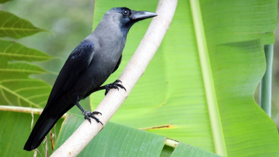 কে সুখী? ক্ষণিকের বিচ্ছিন্ন চিন্তা