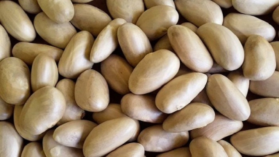 ভুলেও ফেলবেন না কাঁঠালের বিচি ভুলেও ফেলবেন না কাঁঠালের বিচি