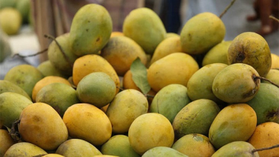 বৃহস্পতিবার থেকে পাওয়া যাবে রাজশাহীর আম
