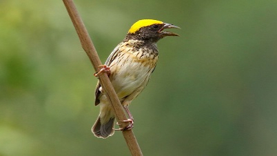 বাংলাদেশ যে পাখির নাম দিয়েছিল