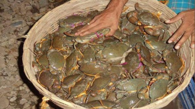 কাঁকড়া শিকারের অপরাধে দুজনকে জরিমানা