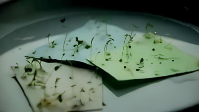 Seed Paper: A Plantable Paper Turns Waste into Living Green