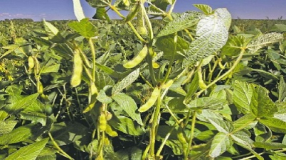 মেঘনার চরে সয়াবিন উৎপাদনের নতুন সম্ভাবনা
